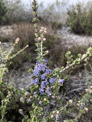 Ceanothus rigidus