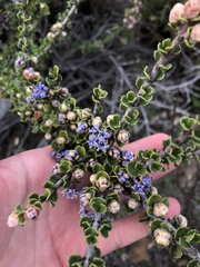 Ceanothus rigidus