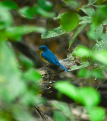 Cyornis tickelliae