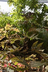 Sambucus ebulus