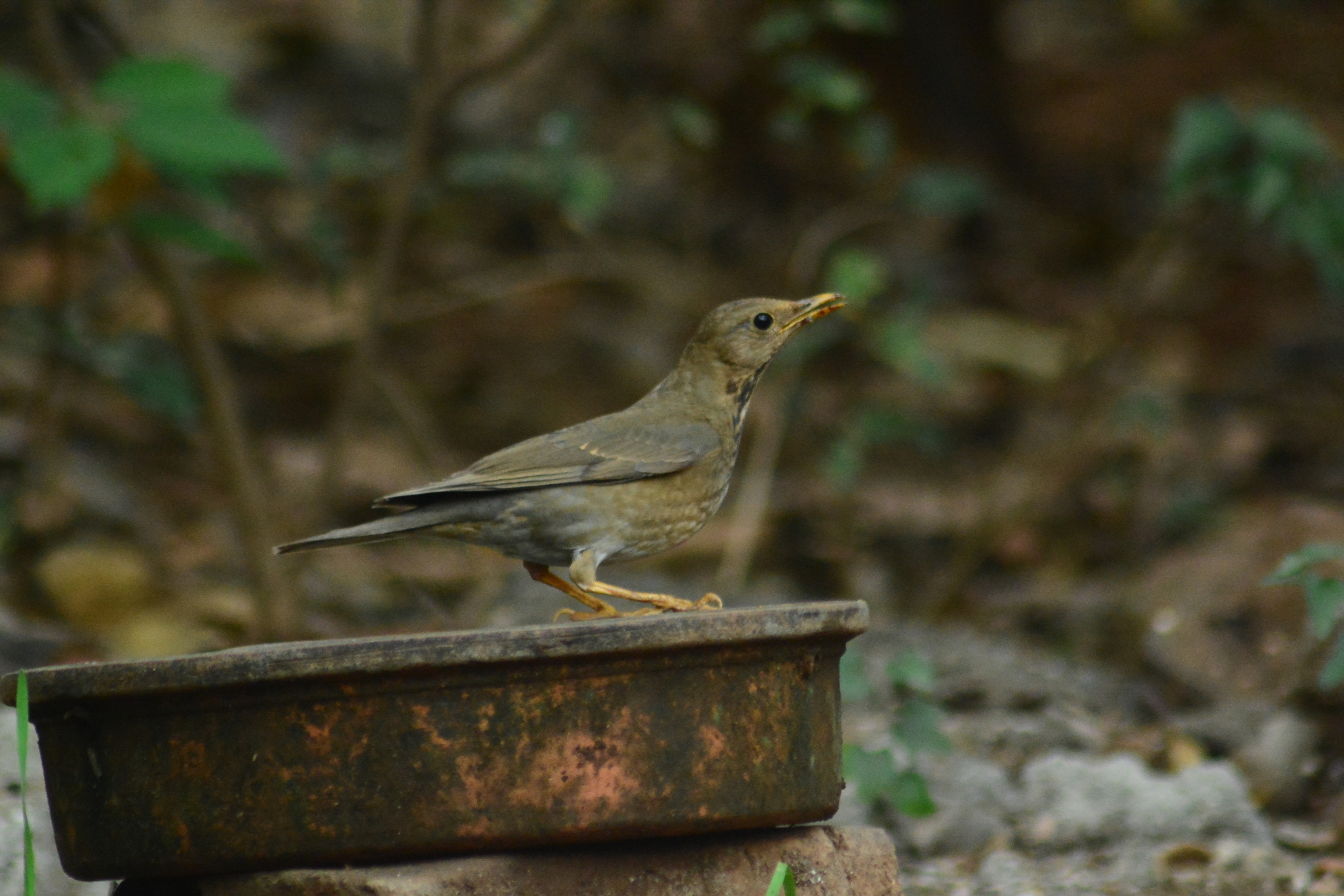 Tickell's Thrush