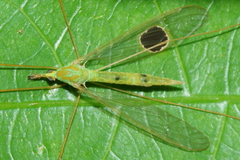 Leptotarsus virescens