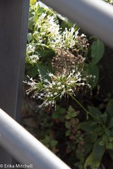 Trachelium caeruleum