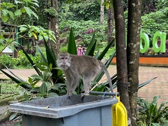Macaca fascicularis