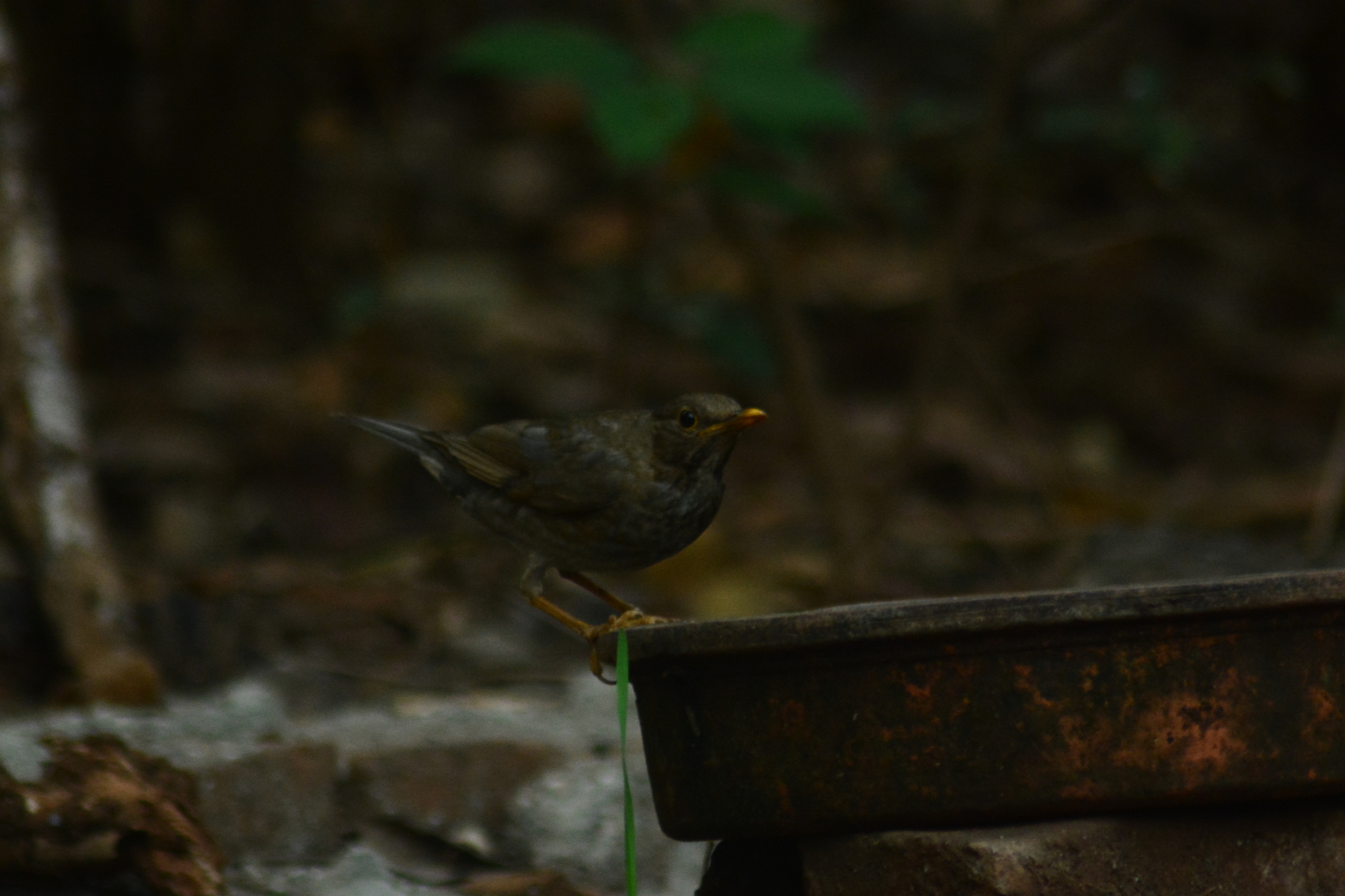 Tickell's Thrush