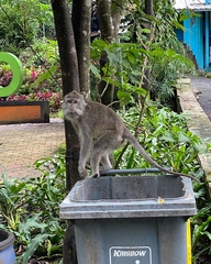 Macaca fascicularis