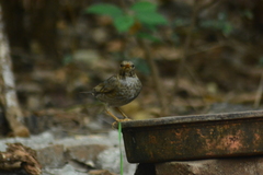 Turdus unicolor