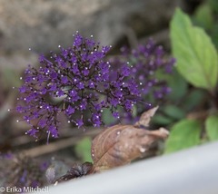 Trachelium caeruleum