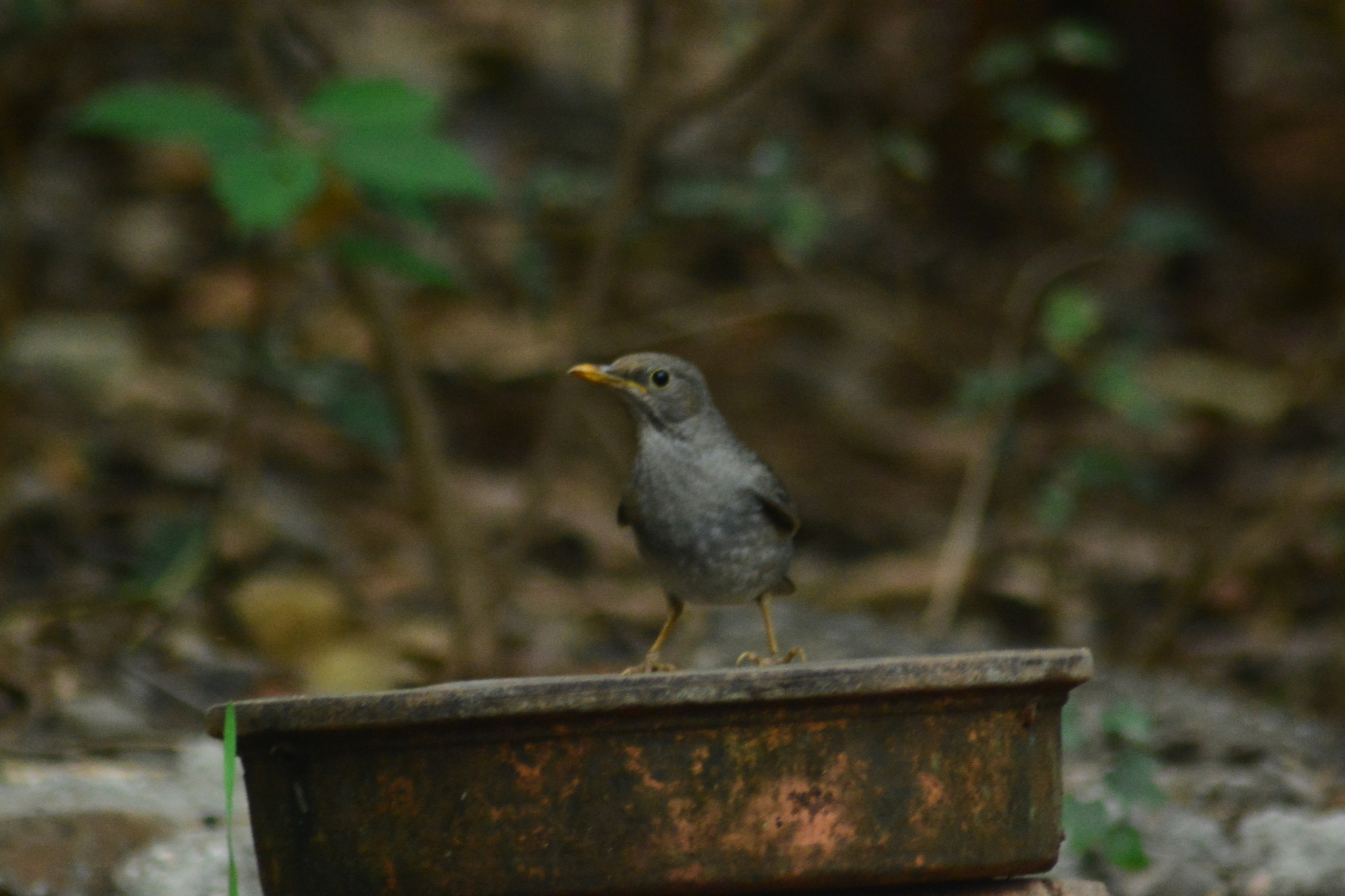 Tickell's Thrush