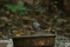 Turdus unicolor