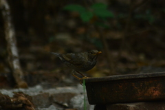 Turdus unicolor