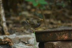 Turdus unicolor