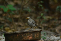 Turdus unicolor