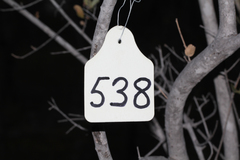 Combretum hereroense