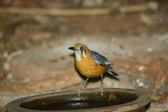 Geokichla citrina