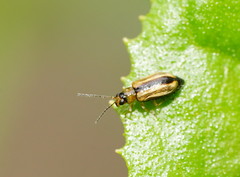 Monolepta subsuturalis