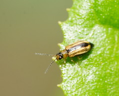Monolepta subsuturalis