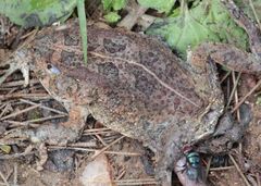 Sclerophrys pusilla