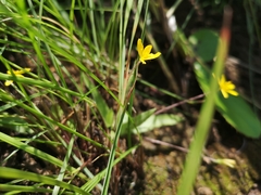 Hypoxis parvula parvula