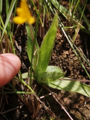 Hypoxis parvula parvula