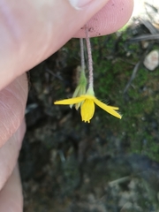 Hypoxis parvula parvula