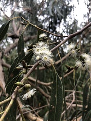 Eucalyptus goniocalyx goniocalyx