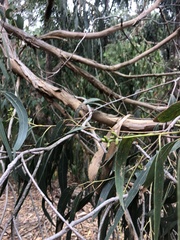 Eucalyptus goniocalyx goniocalyx