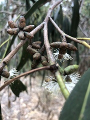Eucalyptus goniocalyx goniocalyx