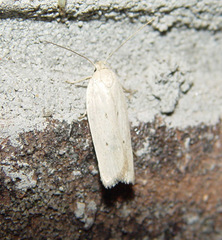 Gonioterma mistrella