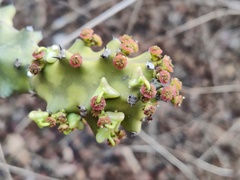 Euphorbia