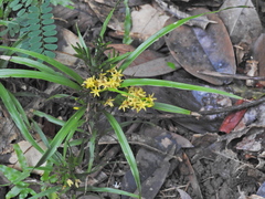 Apostasia wallichii