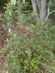Psychotria loniceroides