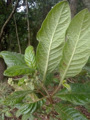 Psychotria loniceroides