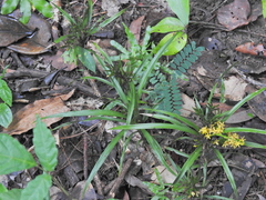 Apostasia wallichii