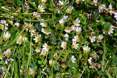 Scaevola hookeri