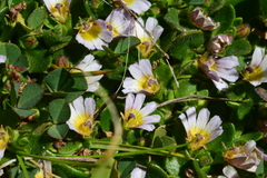 Scaevola hookeri