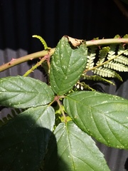 Rubus amplificatus