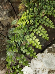 Asplenium pseudolaserpitiifolium