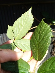 Rubus amplificatus