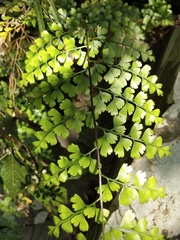 Asplenium pseudolaserpitiifolium