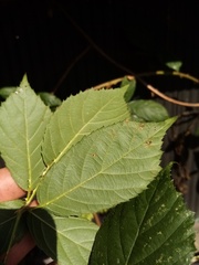 Rubus amplificatus