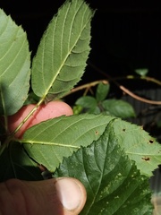 Rubus amplificatus