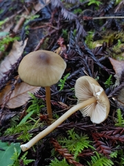 Entoloma formosum