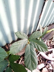 Rubus amplificatus