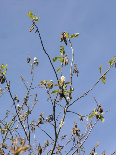 Prunus padus
