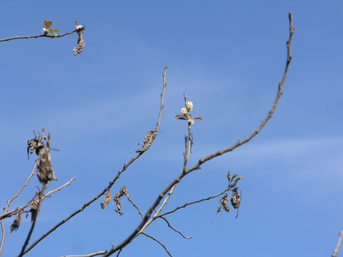 Prunus padus