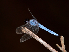 Brachydiplax duivenbodei