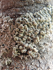 Menegazzia neozelandica