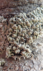 Menegazzia neozelandica