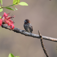 Lonchura punctulata
